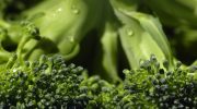 Uskumatu saladus: kuidas valmistada brokkolit nii, et selle väärtuslikud antioksüdandid ja vitamiinid ei kaoks taldrikule!
