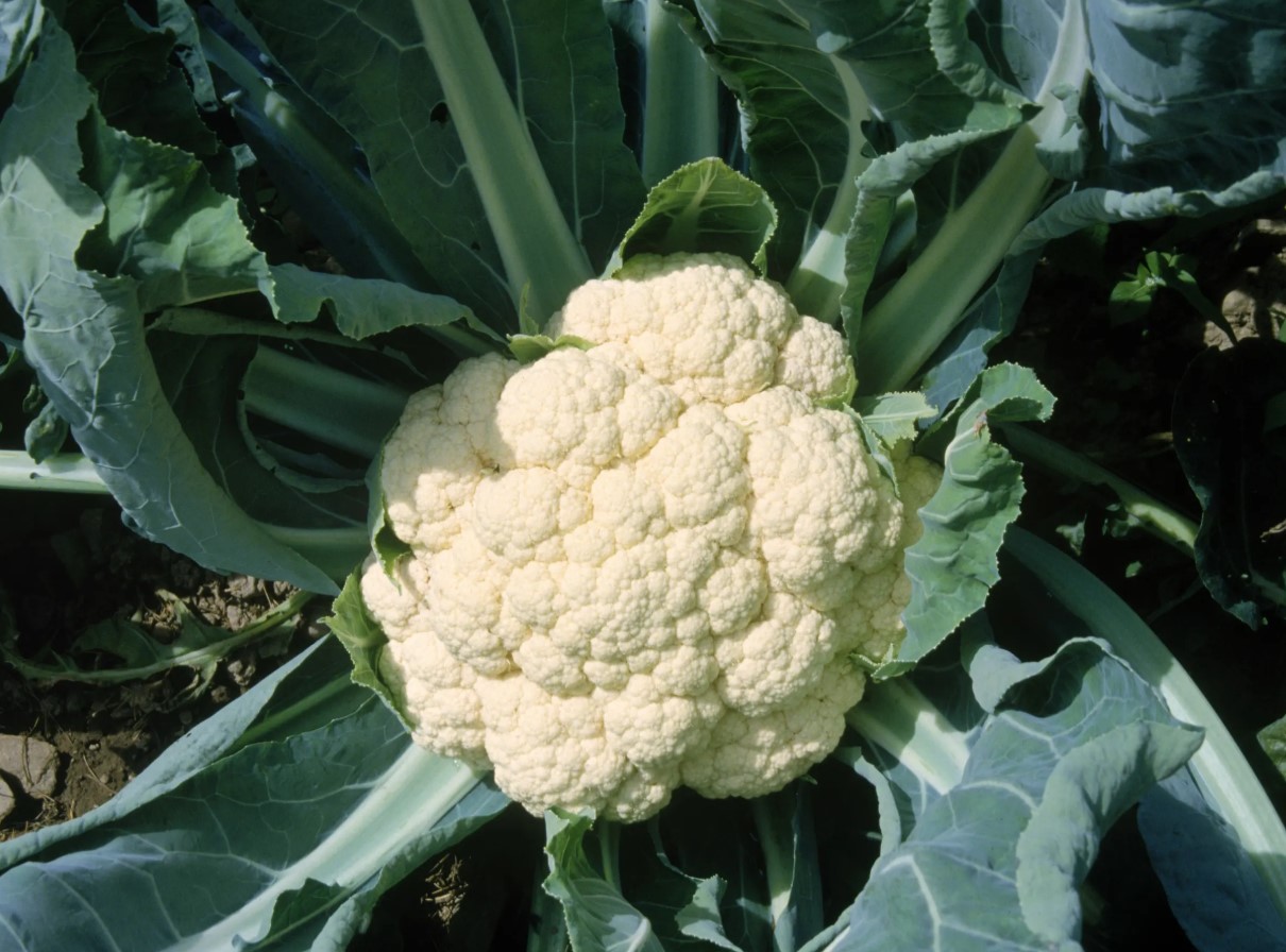 See üks lihtne köögiseik, mis võib muuta su suhet lillkapsiga - kas lillkapsa-kotletid on järgmine asi, mis paneb sind köögis kaasa laulma