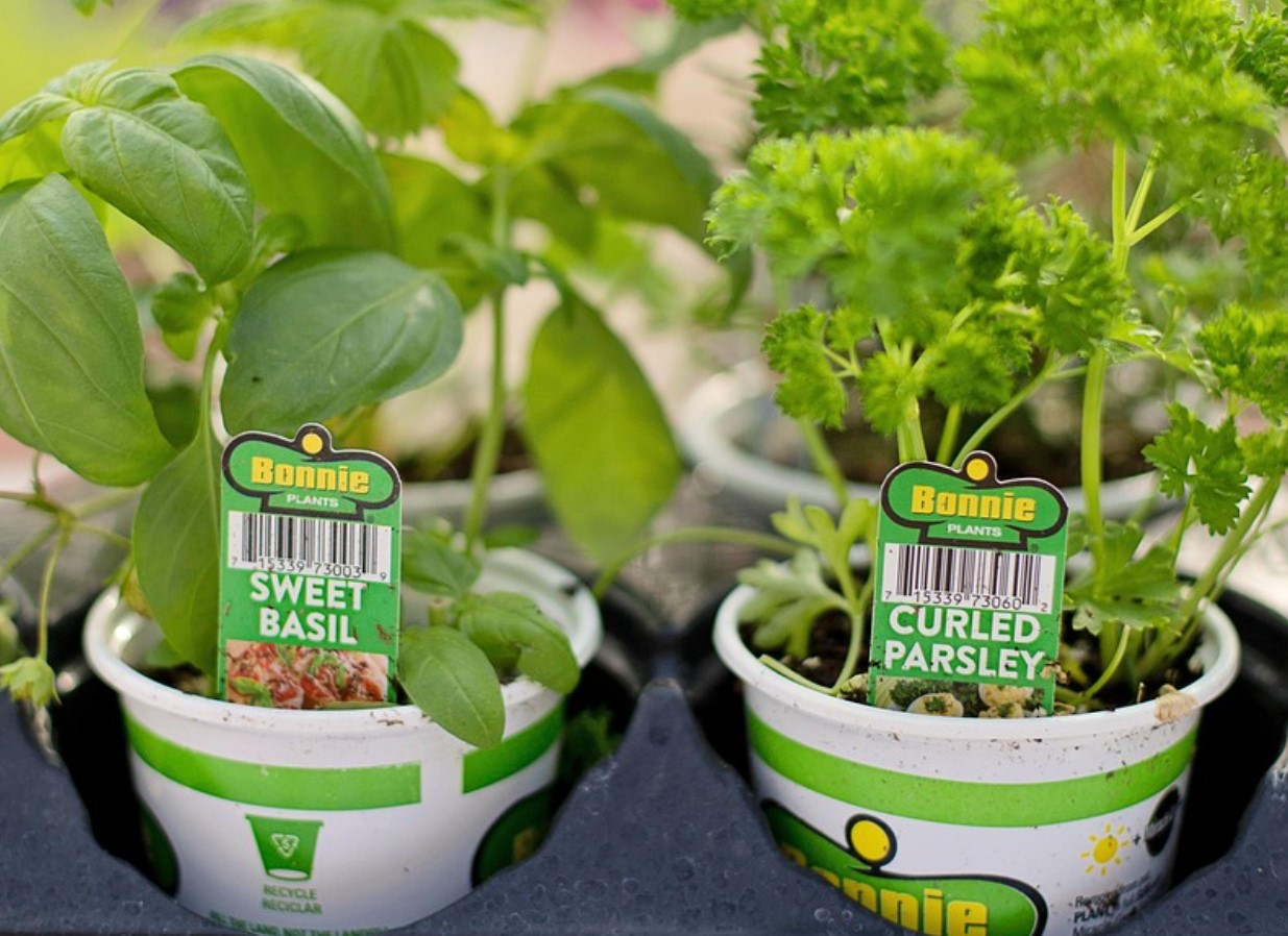 Kas tead, et juba jaanuaris saab külvata sellerit ja peterselli, ja see võib tegelikult su aiahooaja muuta?