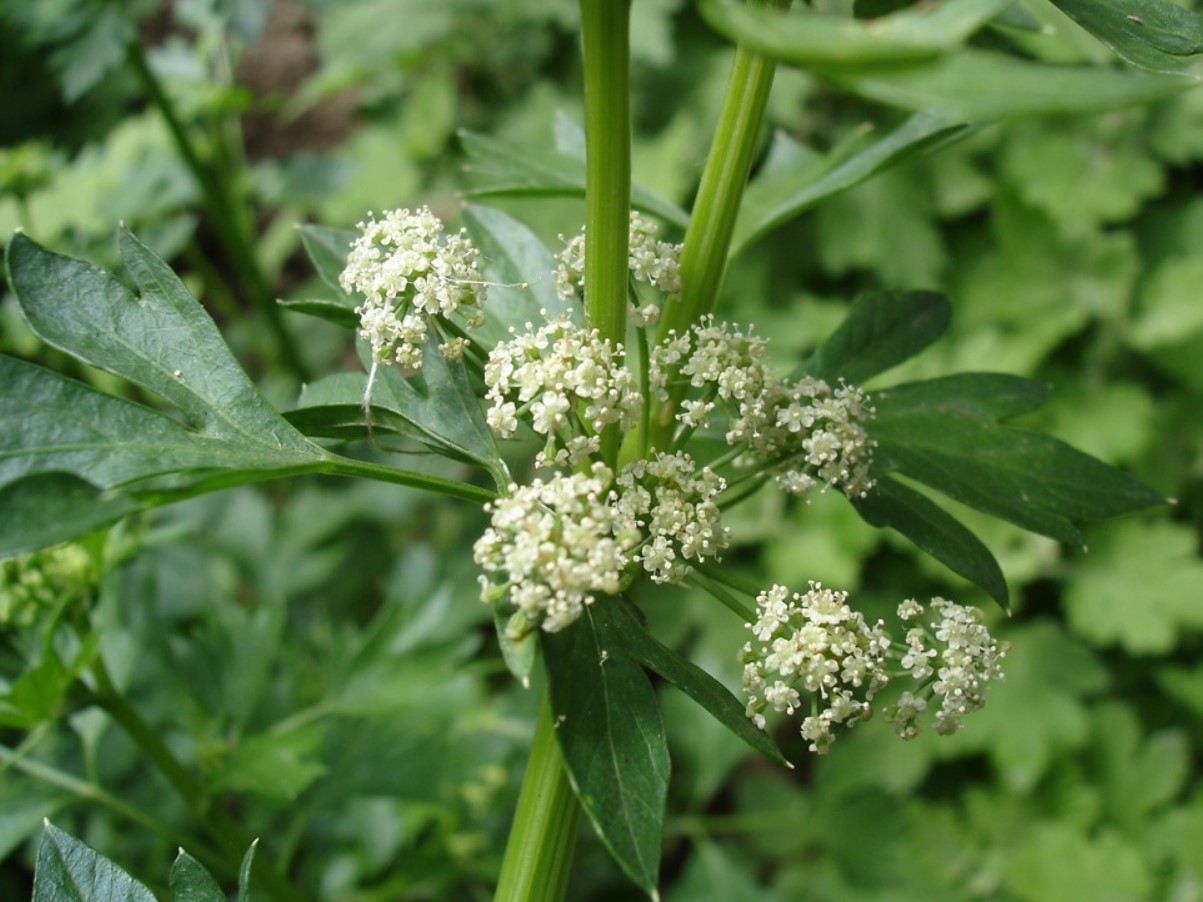 Peidetud saladus aias: miks seller ei õitse, kuni sa seda õigesti ei alusta