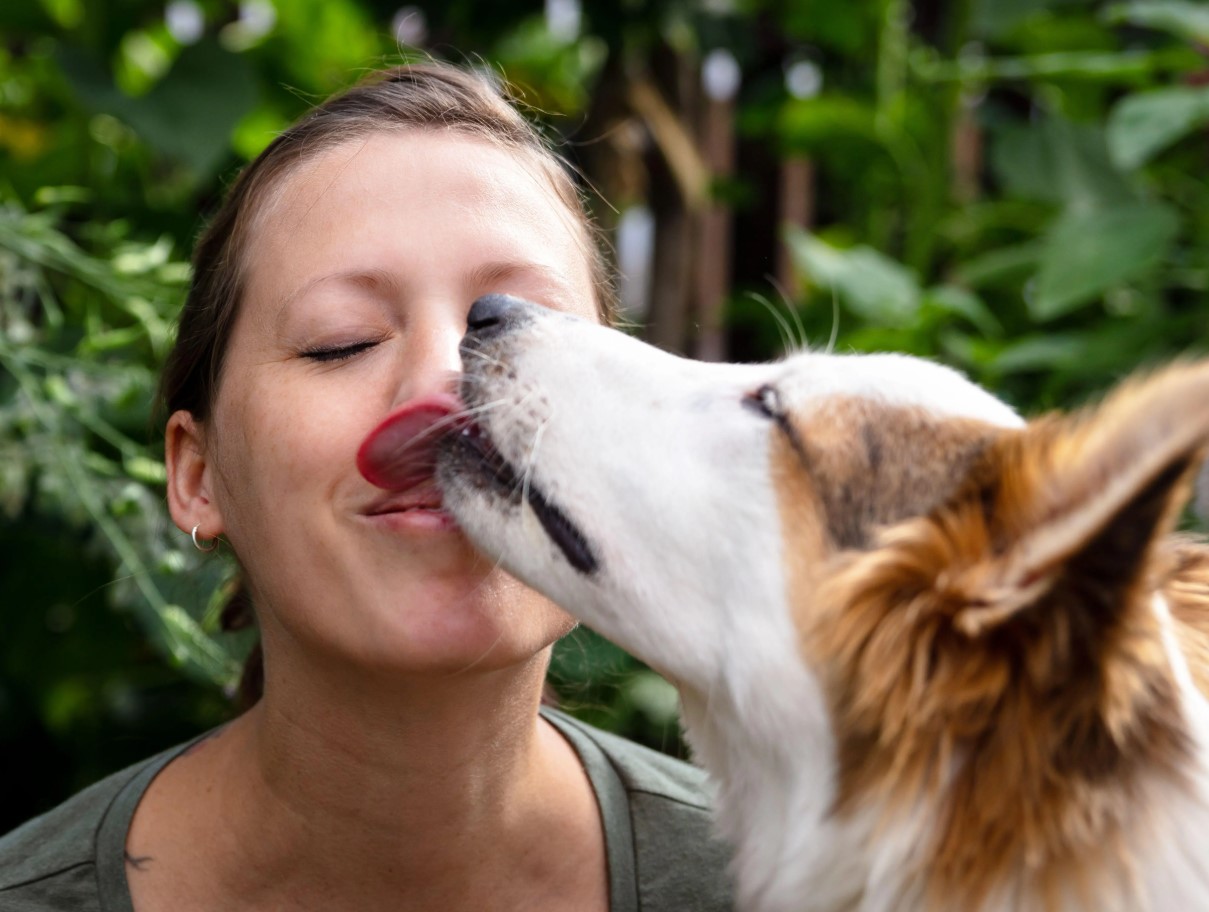 Miks sinu koer sind lakub ja kas see on ohutu või peidab endas saladusi, mida iga omanik peaks teadma