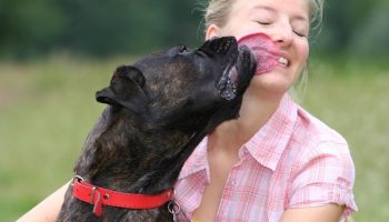 Miks sinu koer sind lakub ja kas see on ohutu või peidab endas saladusi, mida iga omanik peaks teadma
