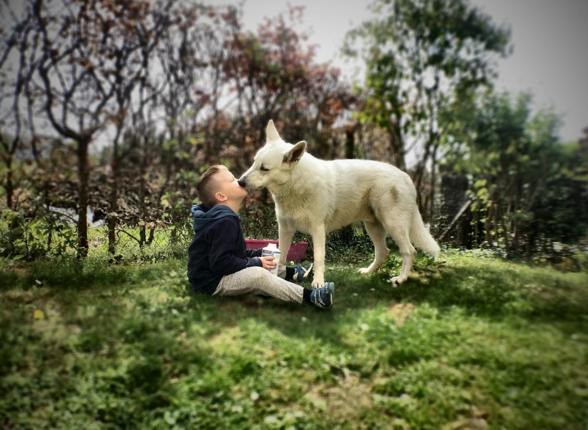 Miks sinu koer sind lakub ja kas see on ohutu või peidab endas saladusi, mida iga omanik peaks teadma