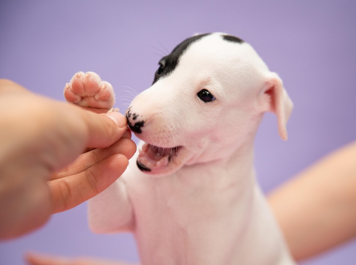Miks su koer annab sulle käppa ja miks see pole alati lihtsalt “tere” - loomaspetsialistid avavad saladuse