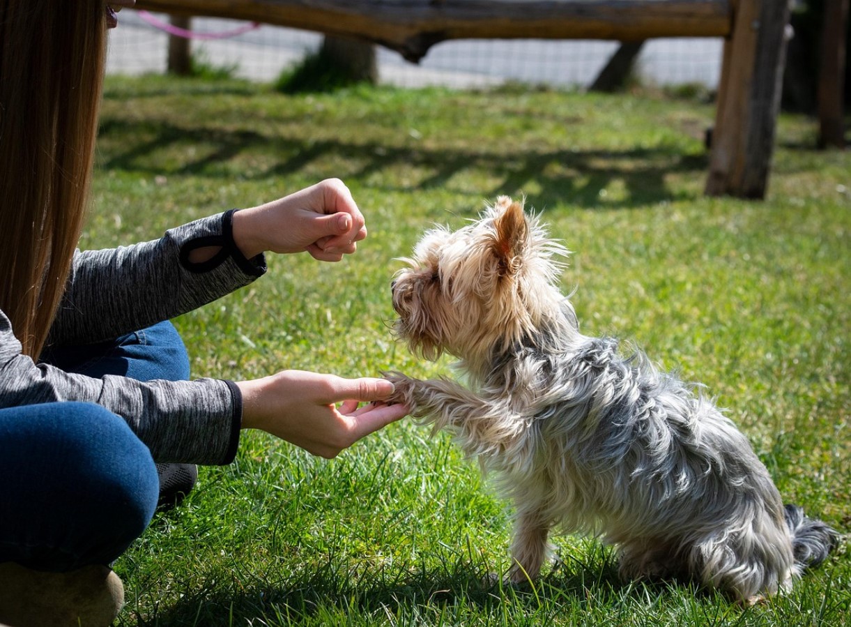 Miks su koer annab sulle käppa ja miks see pole alati lihtsalt “tere” - loomaspetsialistid avavad saladuse