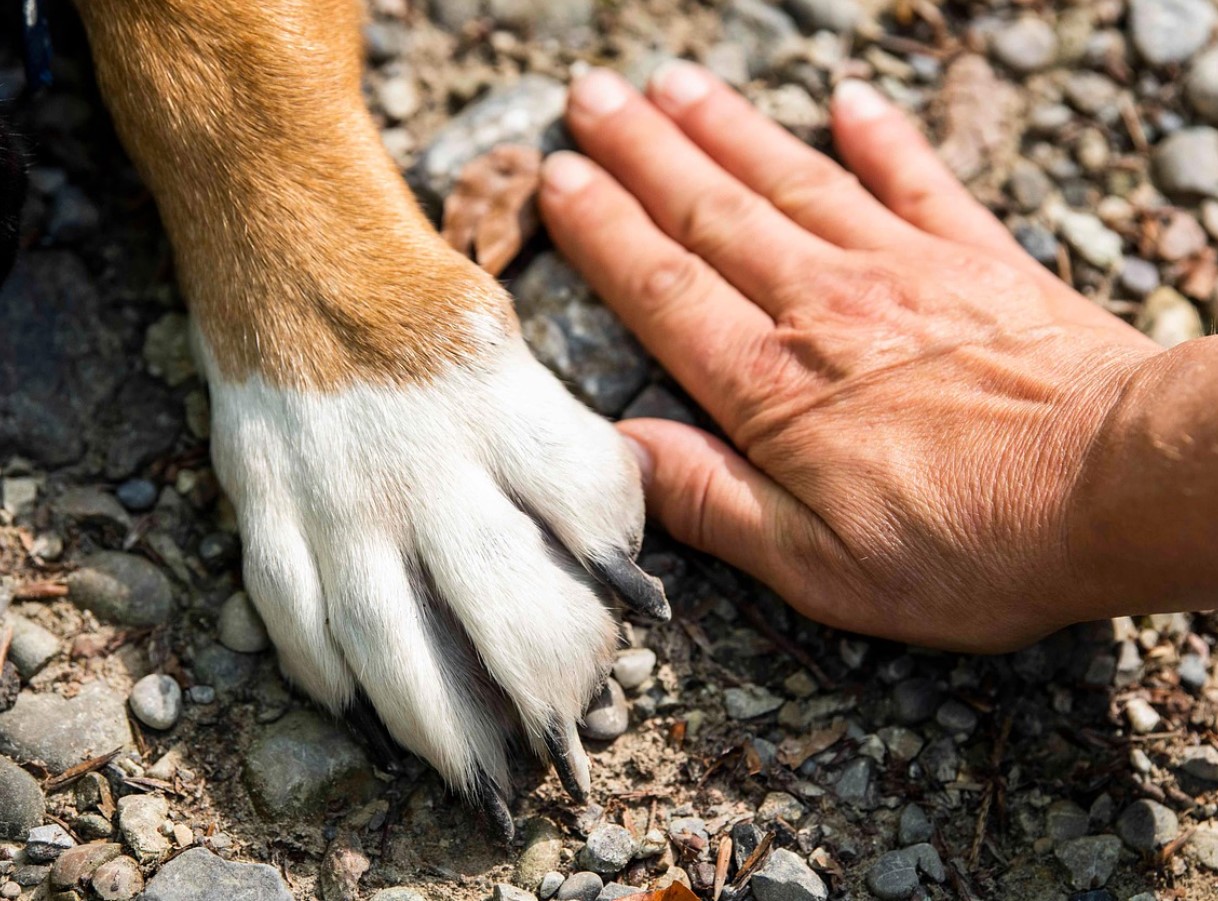 Miks su koer annab sulle käppa ja miks see pole alati lihtsalt “tere” - loomaspetsialistid avavad saladuse