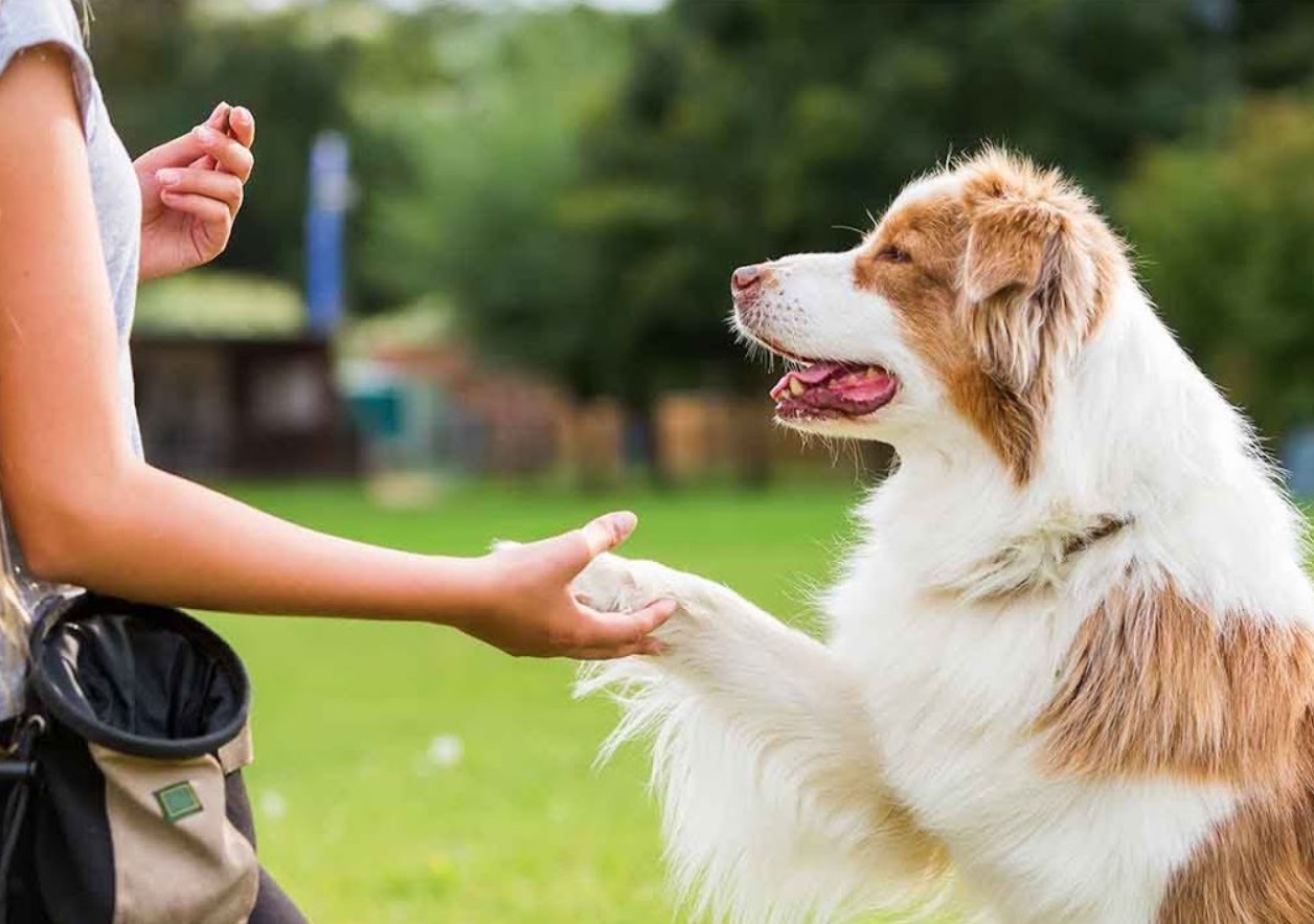 Miks su koer annab sulle käppa ja miks see pole alati lihtsalt “tere” - loomaspetsialistid avavad saladuse