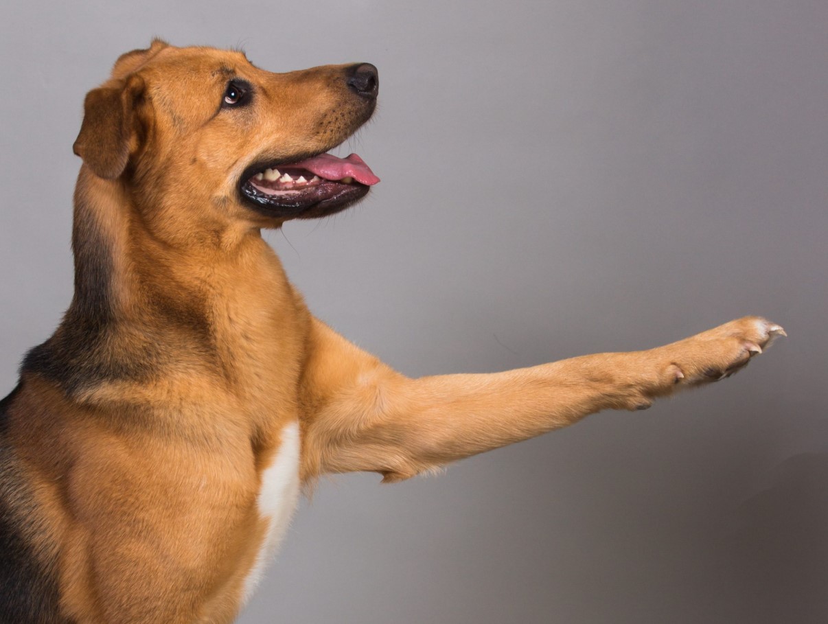 Miks su koer annab sulle käppa ja miks see pole alati lihtsalt “tere” - loomaspetsialistid avavad saladuse