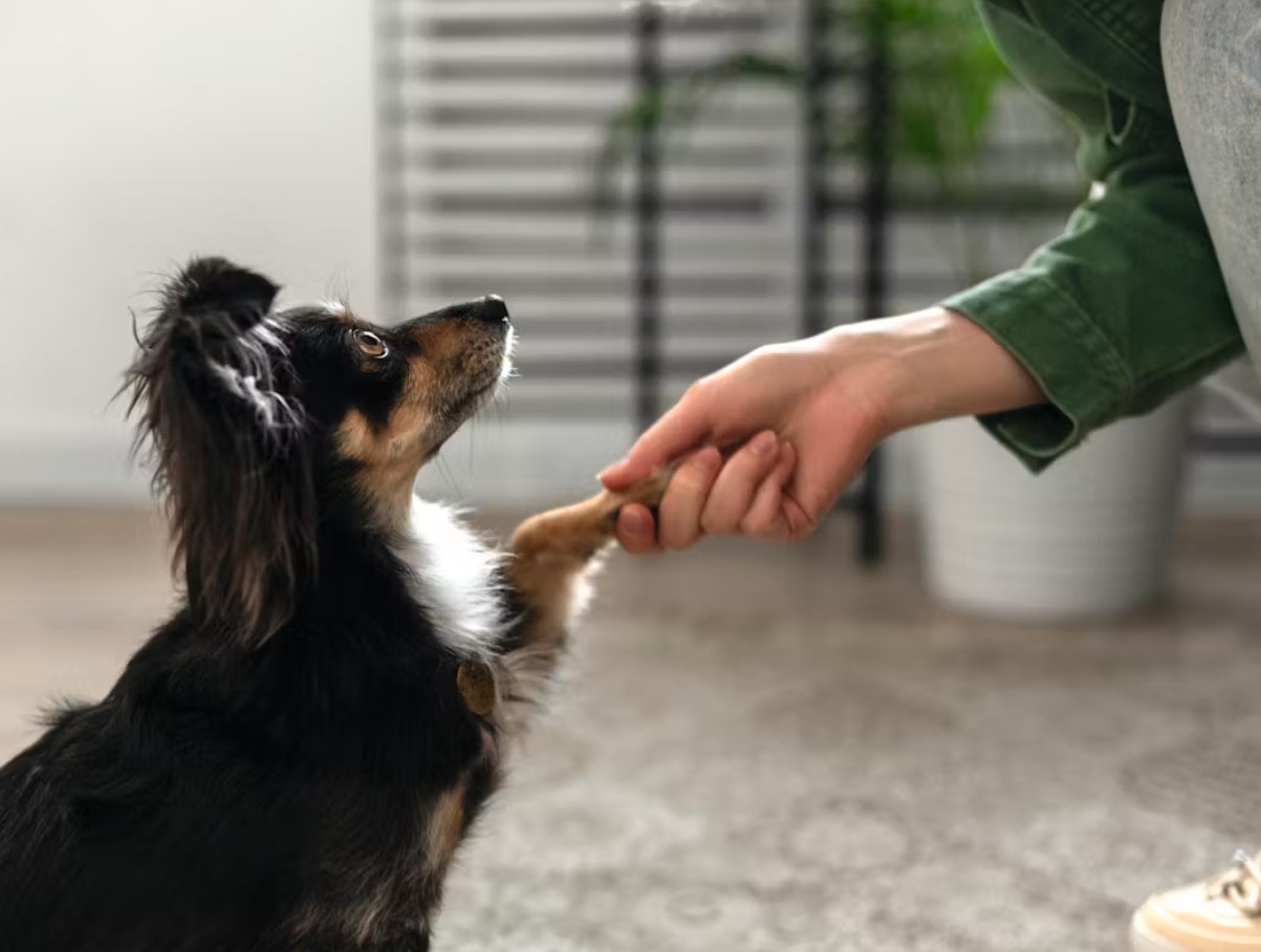 Miks su koer annab sulle käppa ja miks see pole alati lihtsalt “tere” - loomaspetsialistid avavad saladuse