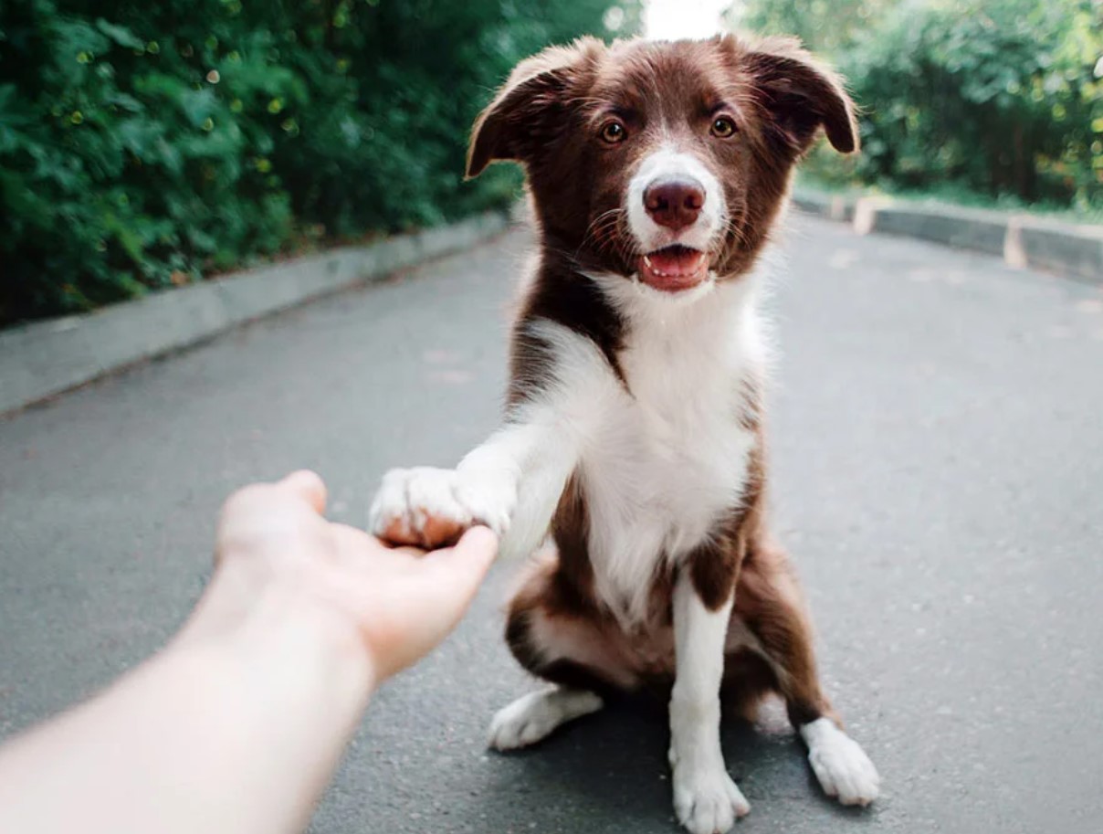 Miks su koer annab sulle käppa ja miks see pole alati lihtsalt “tere” - loomaspetsialistid avavad saladuse