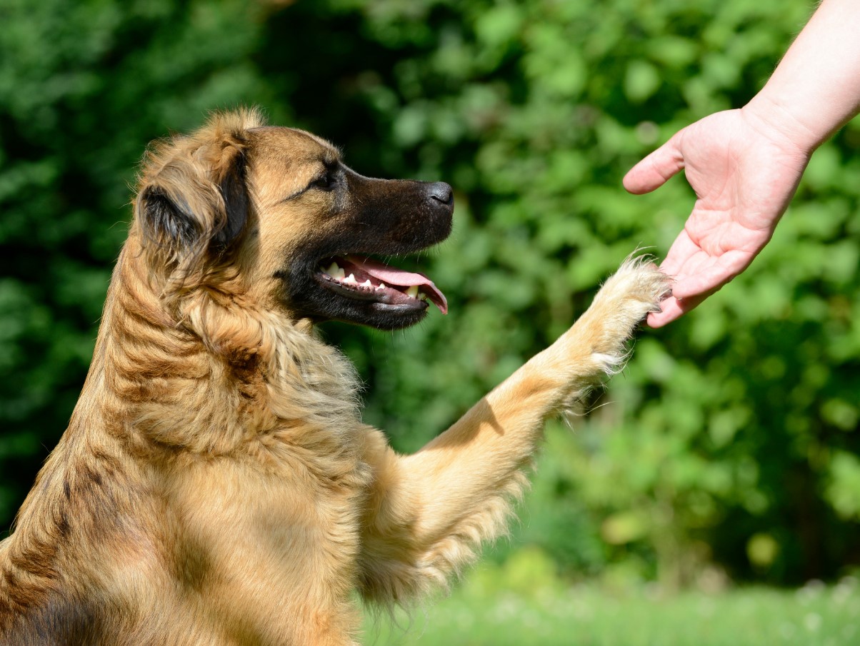 Miks su koer annab sulle käppa ja miks see pole alati lihtsalt “tere” - loomaspetsialistid avavad saladuse
