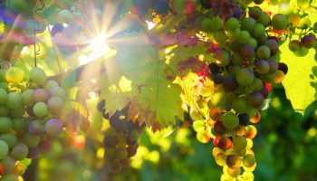 Magusaisu vaevab? See toode on šokolaadist targem valik