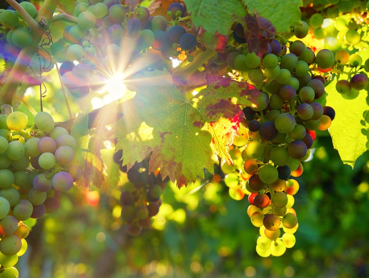 Magusaisu vaevab? See toode on šokolaadist targem valik