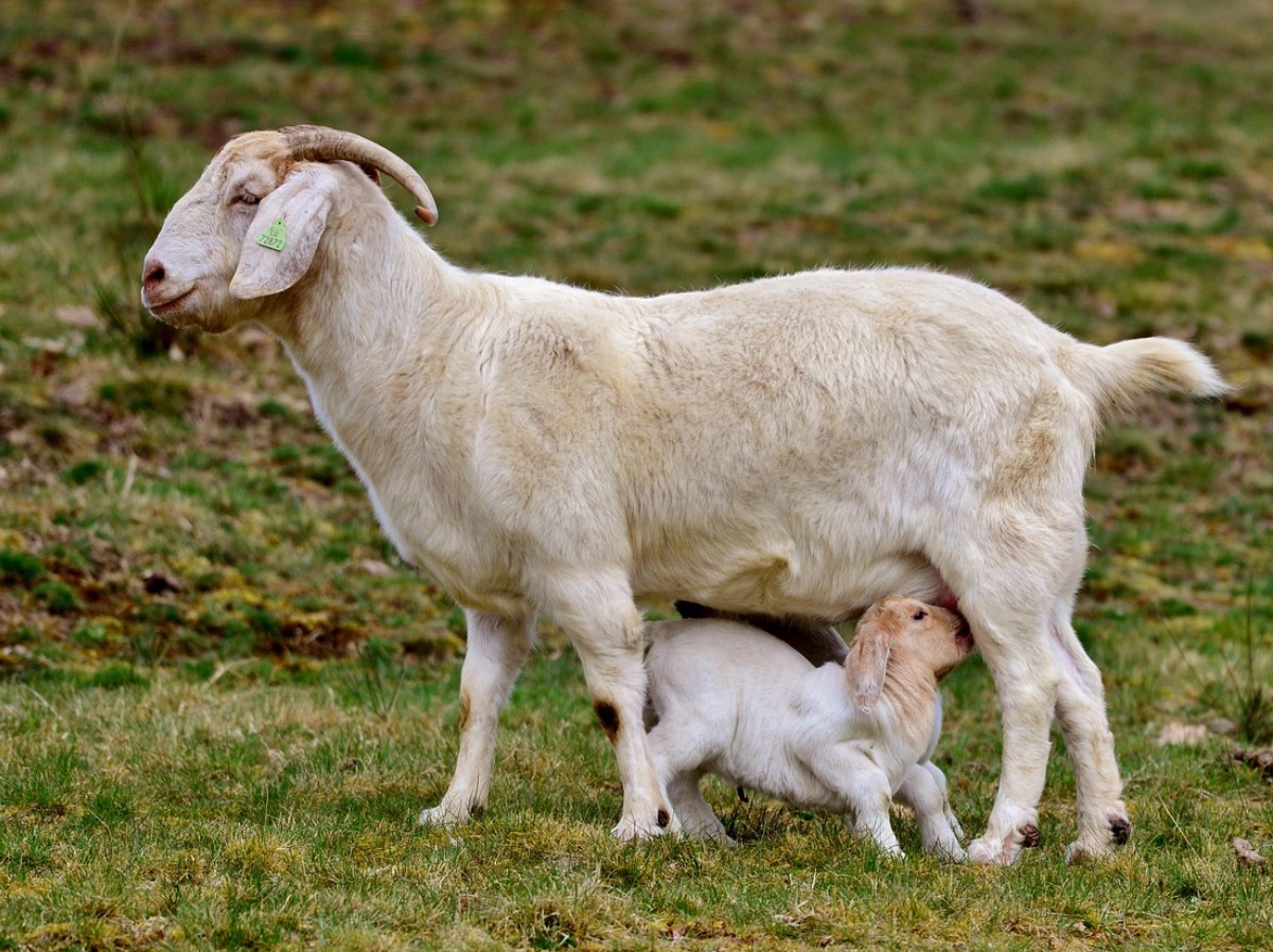 Kleopatra salajane ilu: miks kitsepiim on rohkem kui lihtsalt kosmeetikatootena kasutatav vedelik