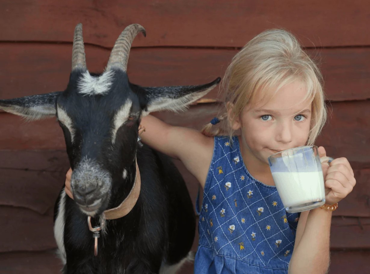 Kleopatra salajane ilu: miks kitsepiim on rohkem kui lihtsalt kosmeetikatootena kasutatav vedelik