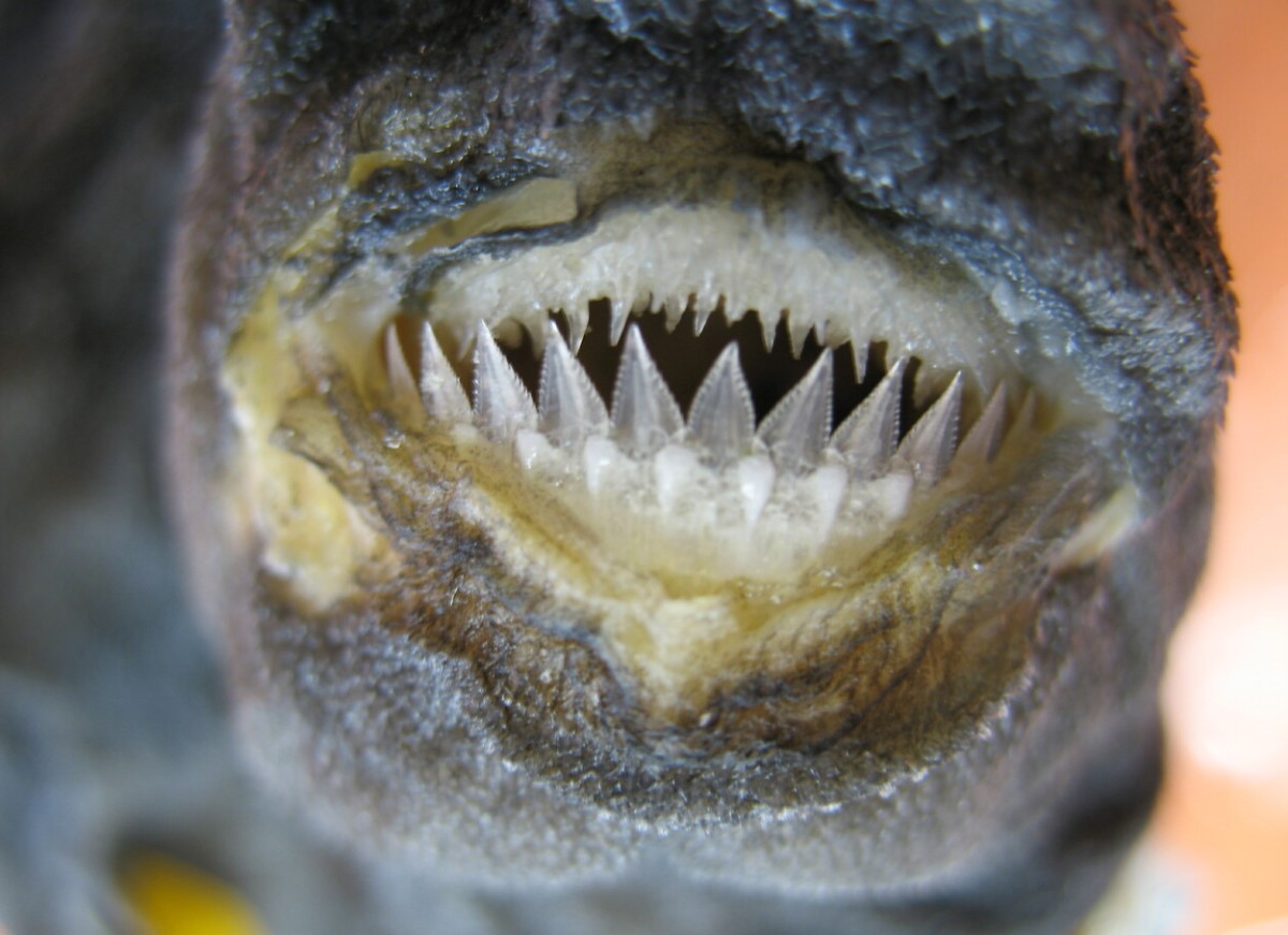 Hirmus või armas? Hiigelsilmadega hai muutus hetkega sensatsiooniks