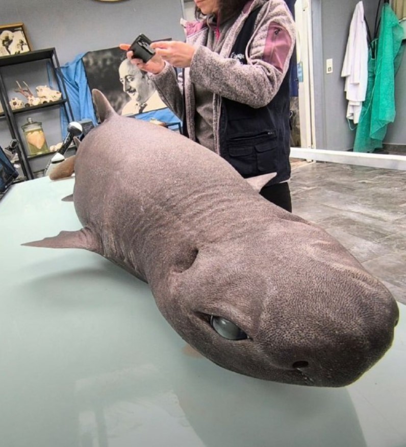 Hirmus või armas? Hiigelsilmadega hai muutus hetkega sensatsiooniks