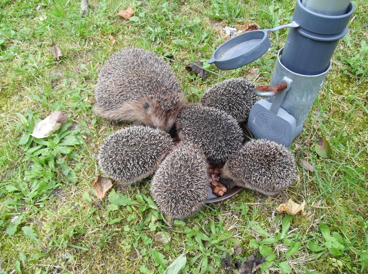 Okastatud valvur: miks on siil teie aia parim sõber