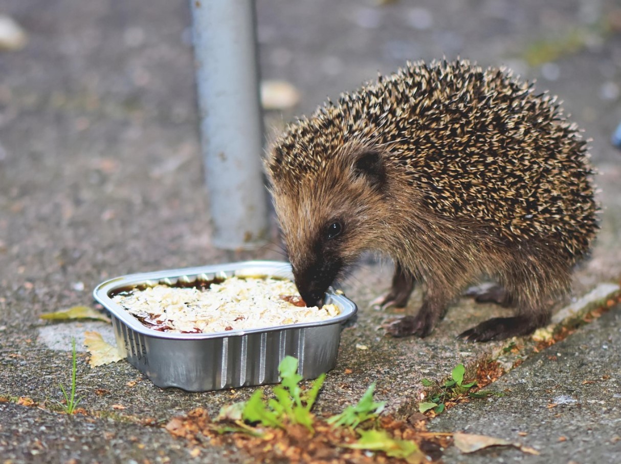 Okastatud valvur: miks on siil teie aia parim sõber