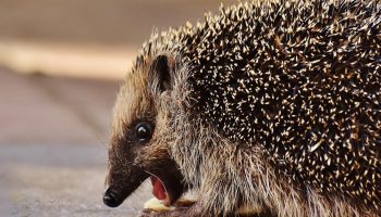 Okastatud valvur: miks on siil teie aia parim sõber