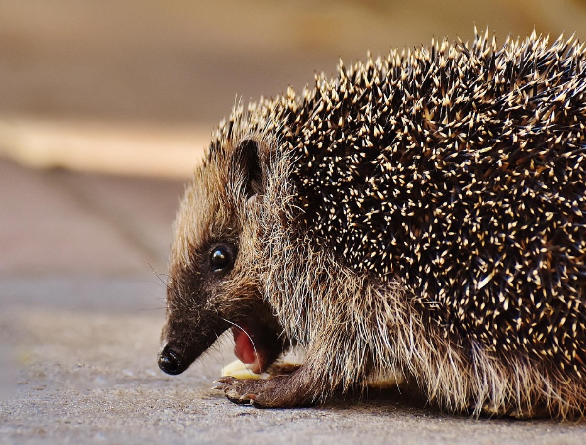 Okastatud valvur: miks on siil teie aia parim sõber