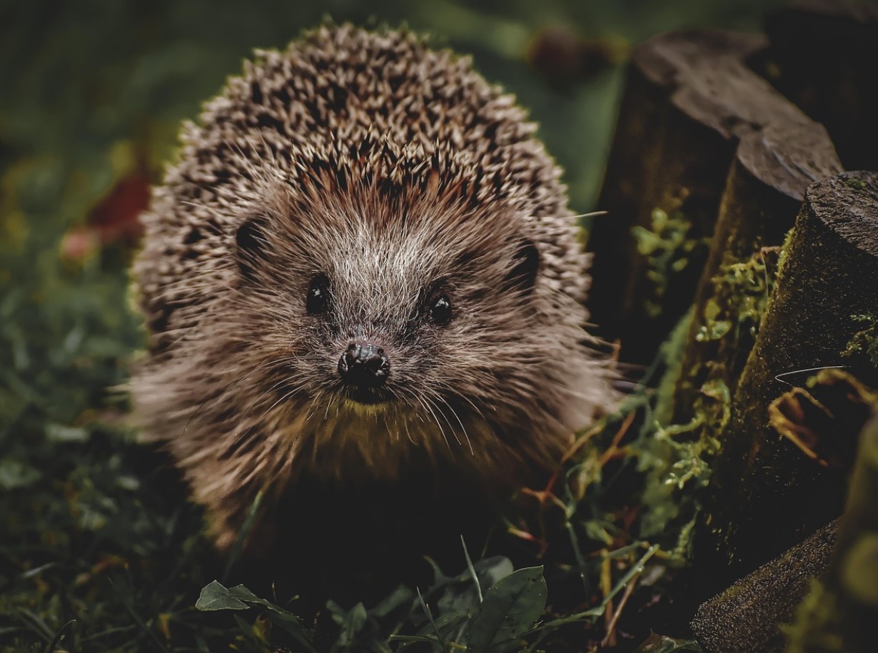 Okastatud valvur: miks on siil teie aia parim sõber