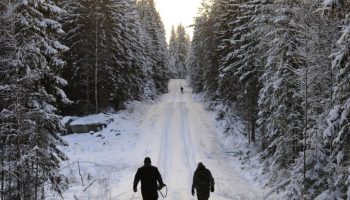Uus ettepanek võib muuta huntide jahipidamist lihtsamaks: miks see teema on nii tuliselt arutusel?