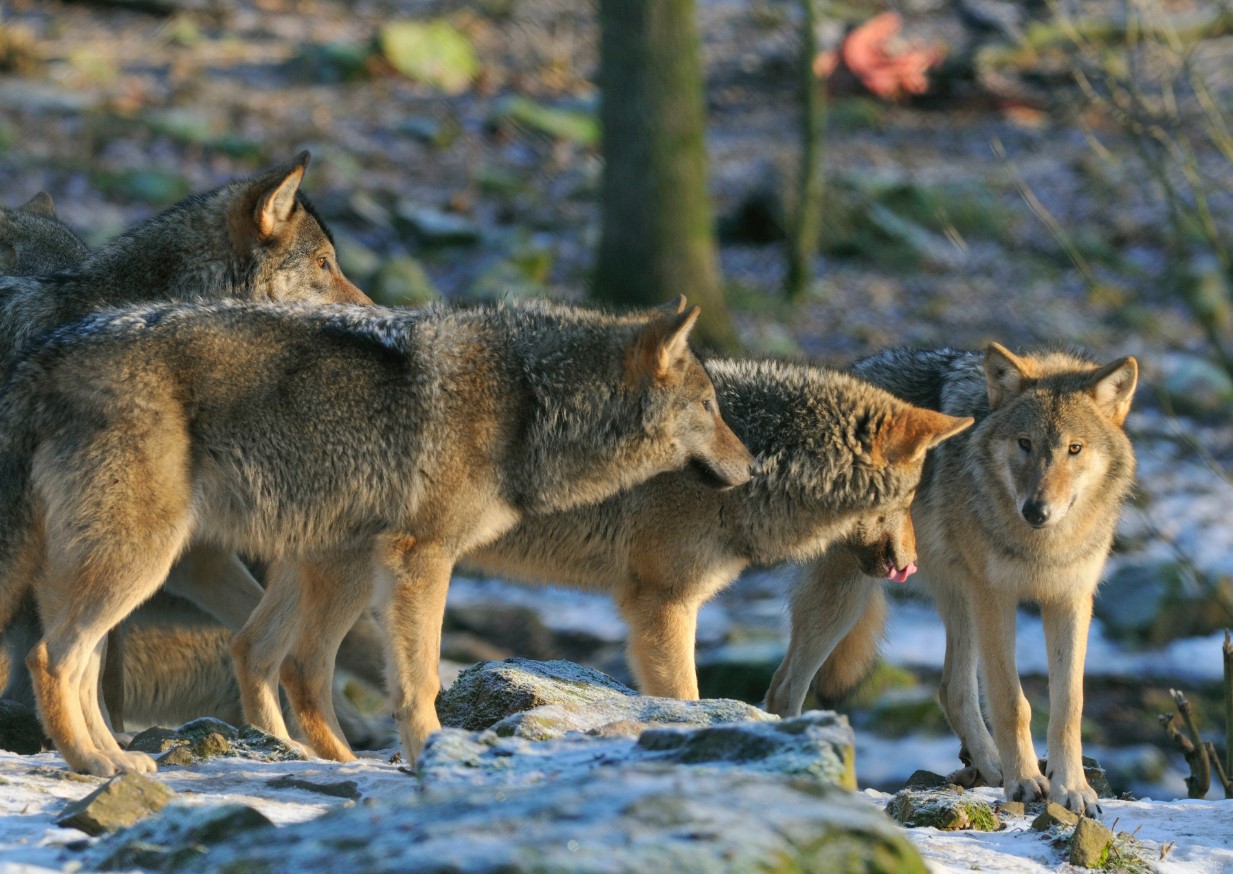 Uus ettepanek võib muuta huntide jahipidamist lihtsamaks: miks see teema on nii tuliselt arutusel?