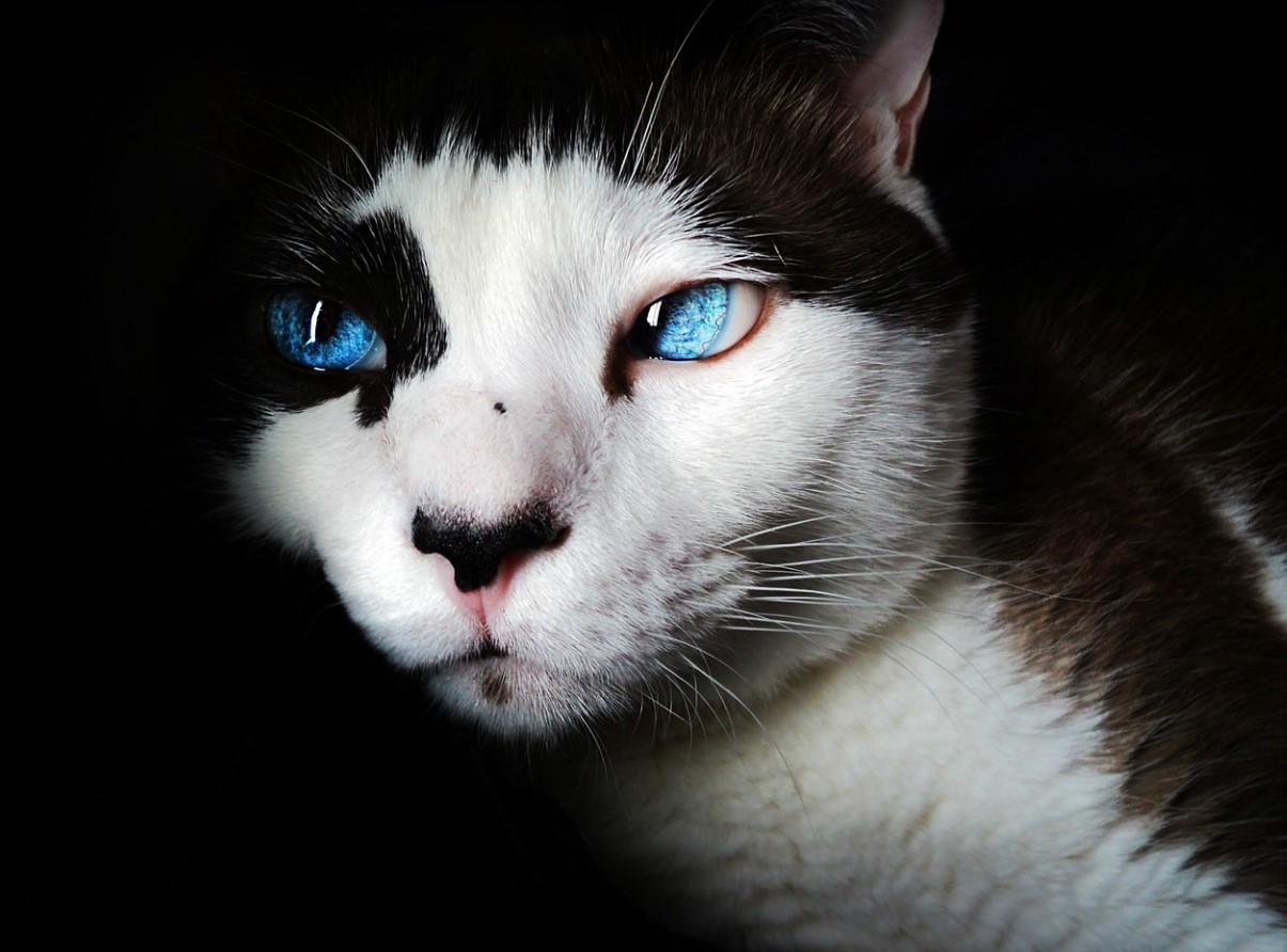 Mis on kasside „salajane maailm“ - mida nad näevad ja kogevad, mida meie ei näe?