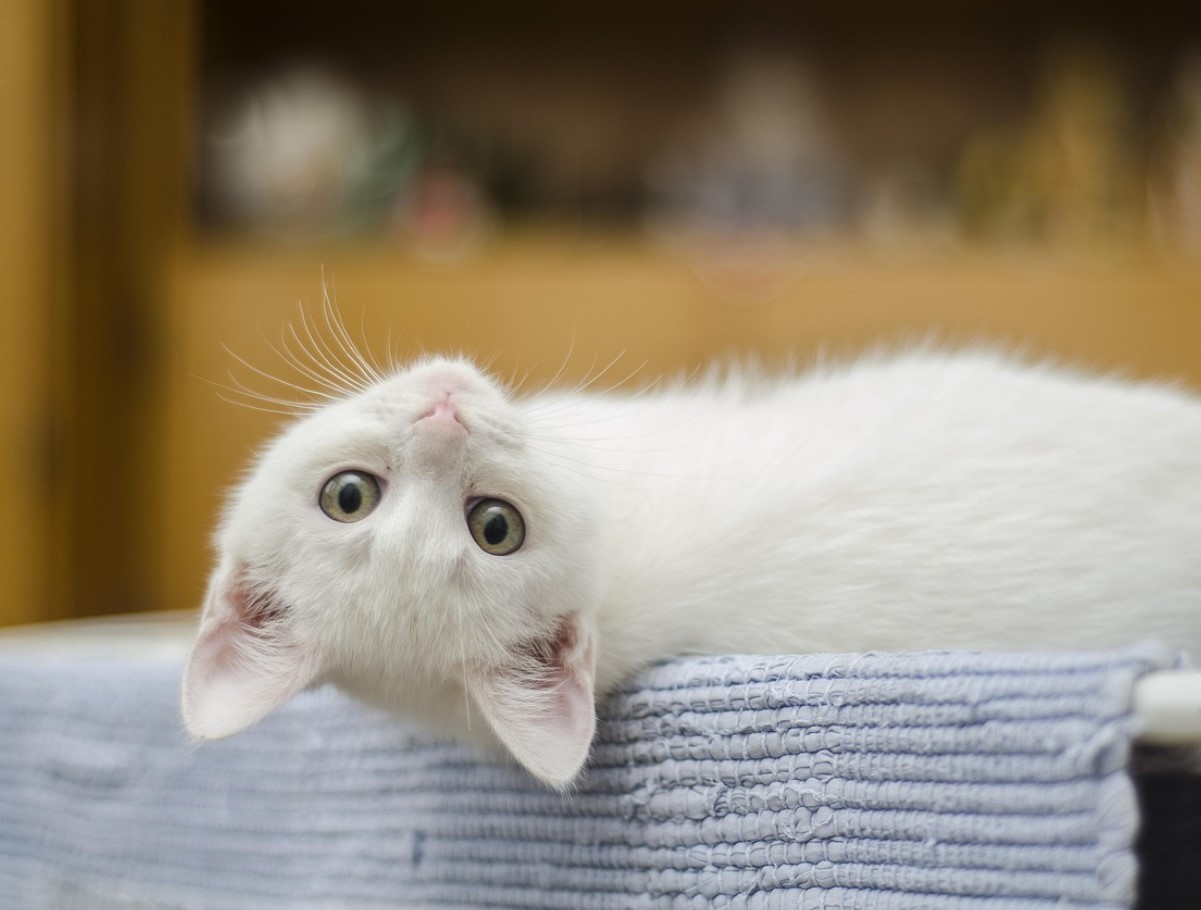 Mis on kasside „salajane maailm“ - mida nad näevad ja kogevad, mida meie ei näe?