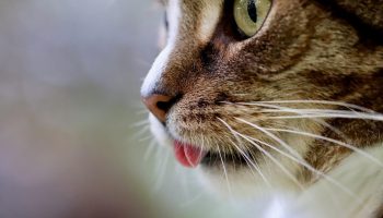 Mis on kasside „salajane maailm“ - mida nad näevad ja kogevad, mida meie ei näe?