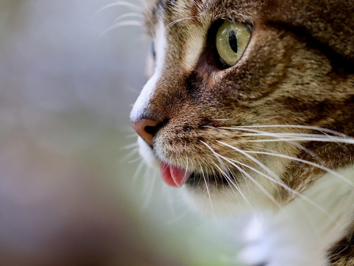 Mis on kasside „salajane maailm“ - mida nad näevad ja kogevad, mida meie ei näe?