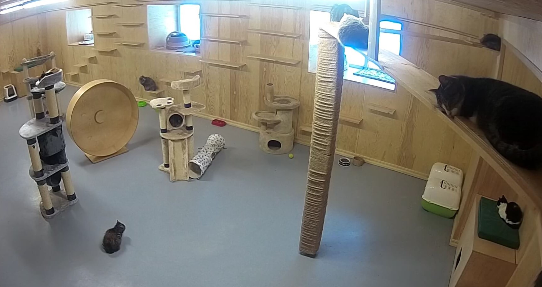 Uskumatu, aga tõsi: Tallinna varjupaigas pole praegu ühtegi koera