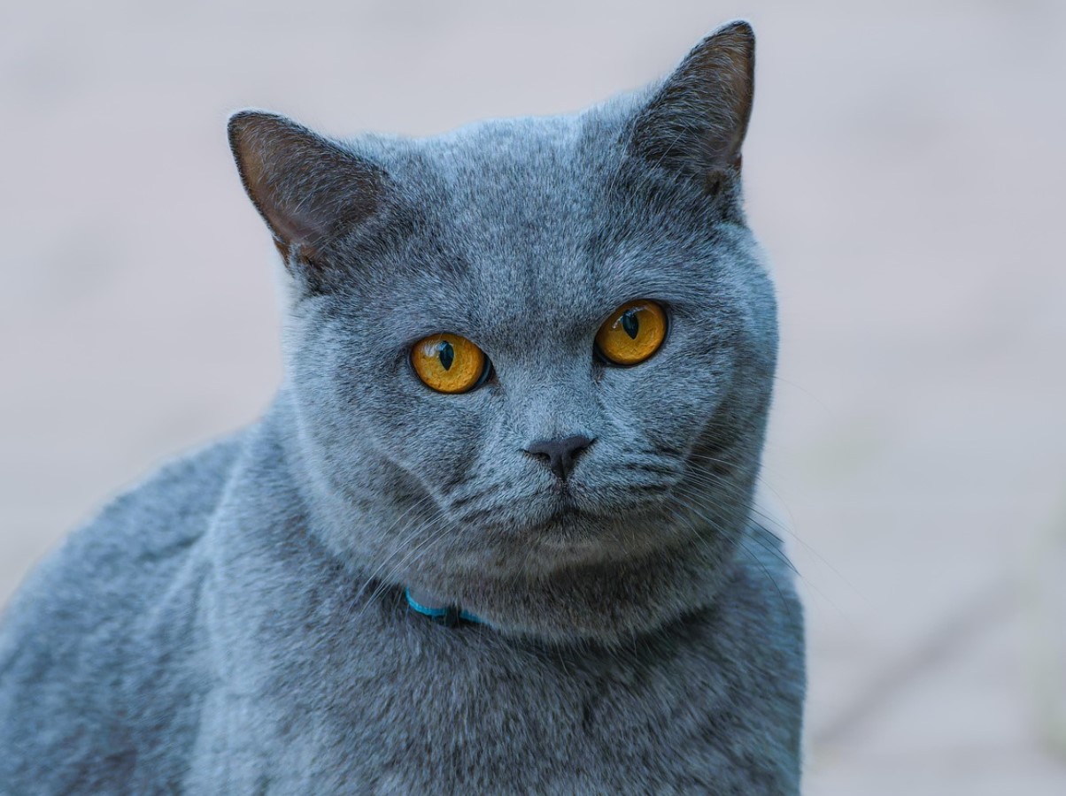 Mis on kasside „salajane maailm“ - mida nad näevad ja kogevad, mida meie ei näe?