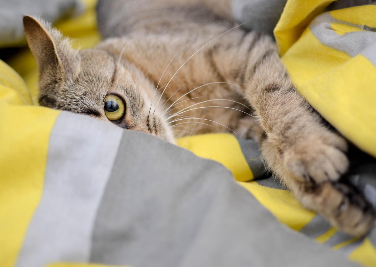 Mis on kasside „salajane maailm“ - mida nad näevad ja kogevad, mida meie ei näe?