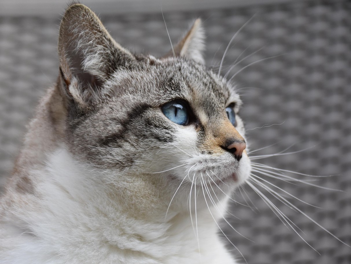 Mis on kasside „salajane maailm“ - mida nad näevad ja kogevad, mida meie ei näe?