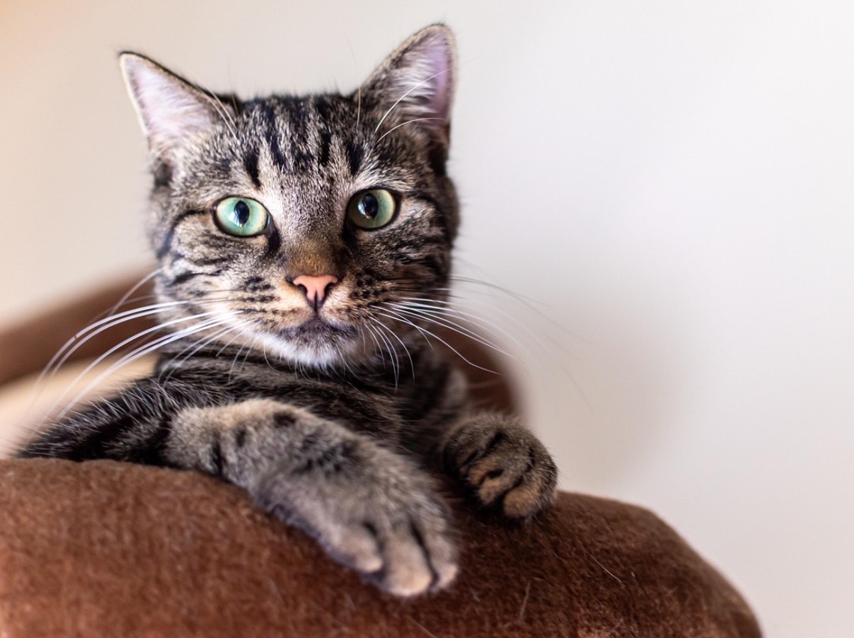 Mis on kasside „salajane maailm“ - mida nad näevad ja kogevad, mida meie ei näe?