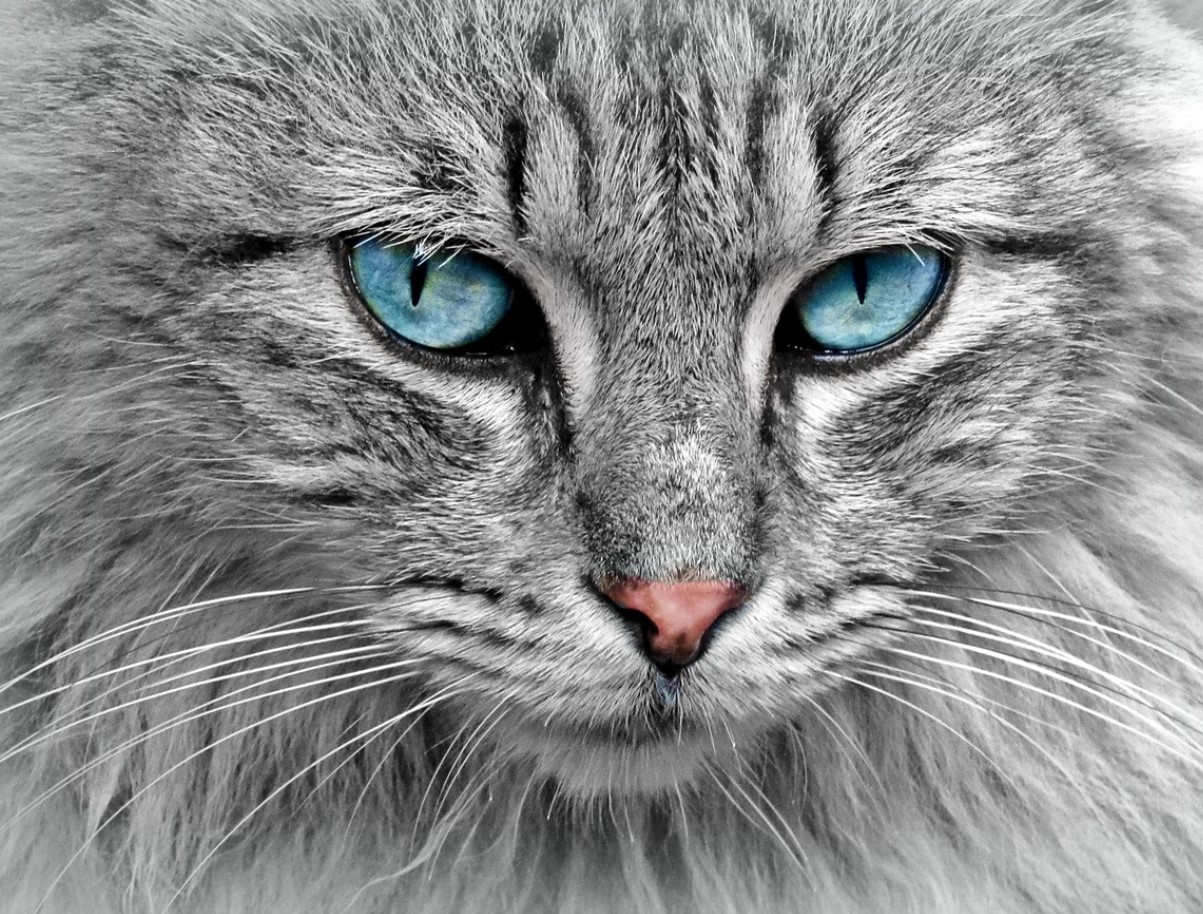 Mis on kasside „salajane maailm“ - mida nad näevad ja kogevad, mida meie ei näe?