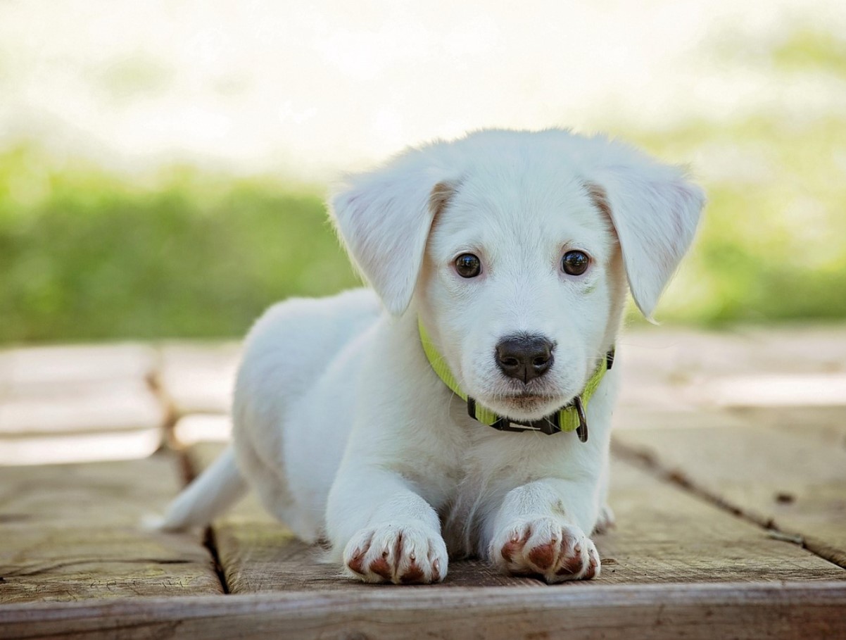 Uskumatu, aga tõsi: Tallinna varjupaigas pole praegu ühtegi koera