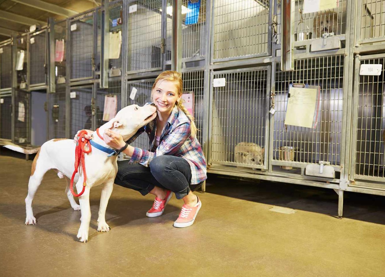 Uskumatu, aga tõsi: Tallinna varjupaigas pole praegu ühtegi koera