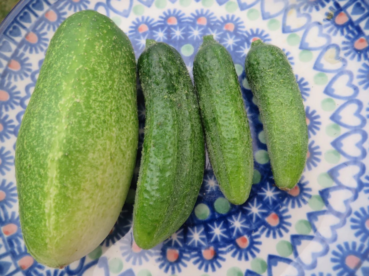 Kas su kurk ei anna üllatavalt saaki või läheb ta iga suvi lihtsalt halliks ja haigeks?