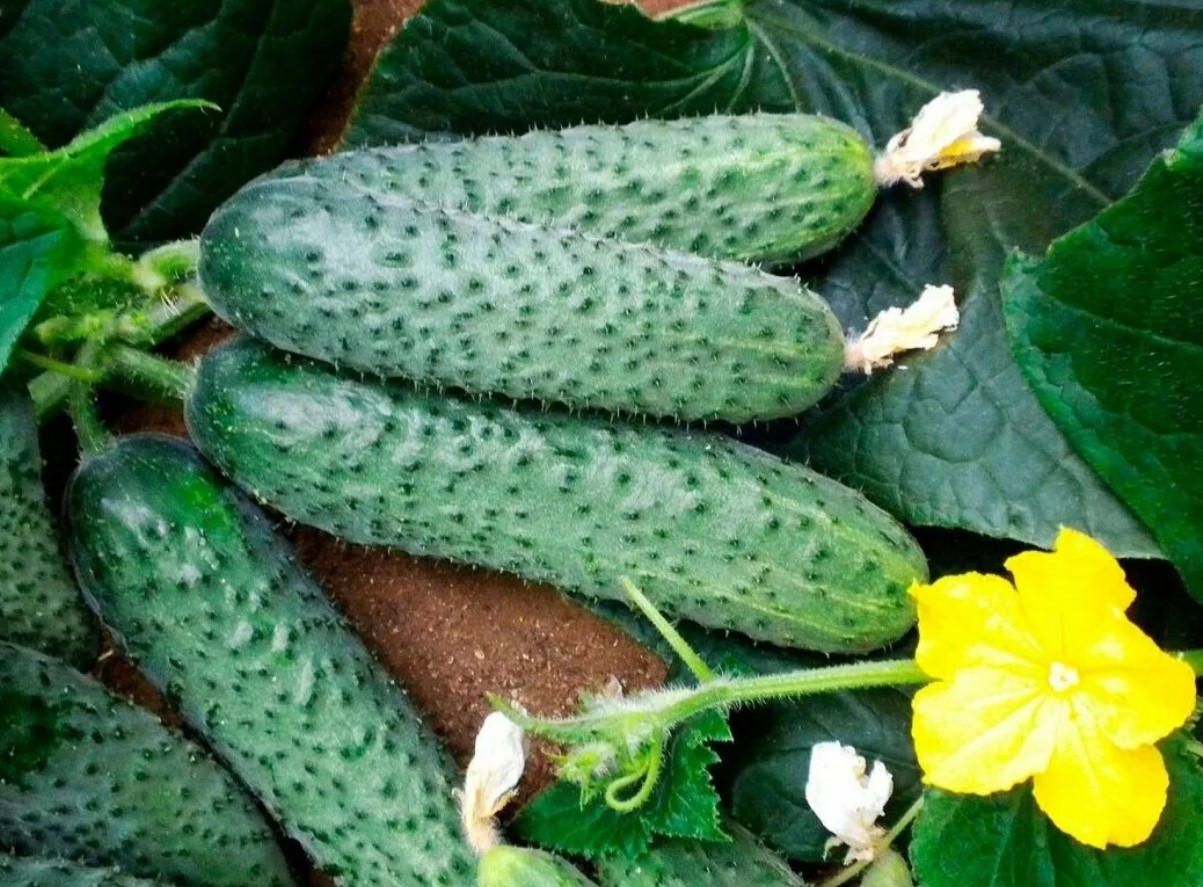 Kas su kurk ei anna üllatavalt saaki või läheb ta iga suvi lihtsalt halliks ja haigeks?