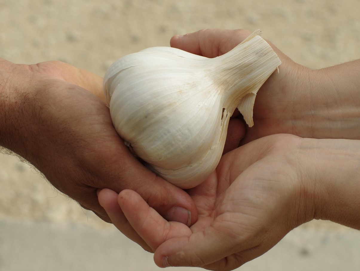 Lõpuks leitud nipp, mis võtab küüslaugu lõhna kätelt päriselt ära