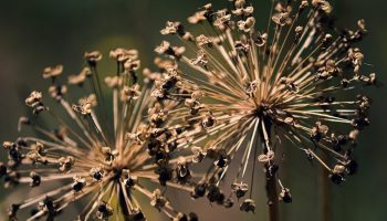 See talvine köögivili teeb immuunsusele imet