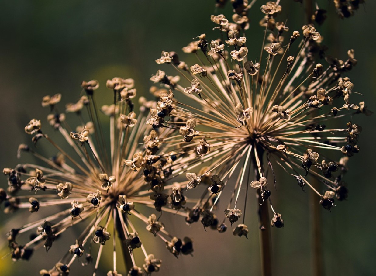 See talvine köögivili teeb immuunsusele imet