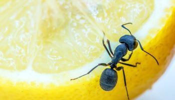 Unusta mürgised pihustid! See sidruninipp hoiab sipelgad sinu kodust tõesti kaugel