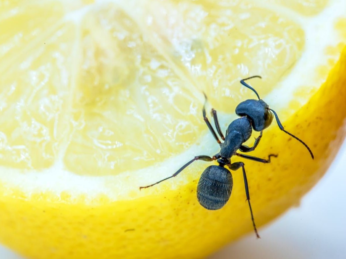 Unusta mürgised pihustid! See sidruninipp hoiab sipelgad sinu kodust tõesti kaugel