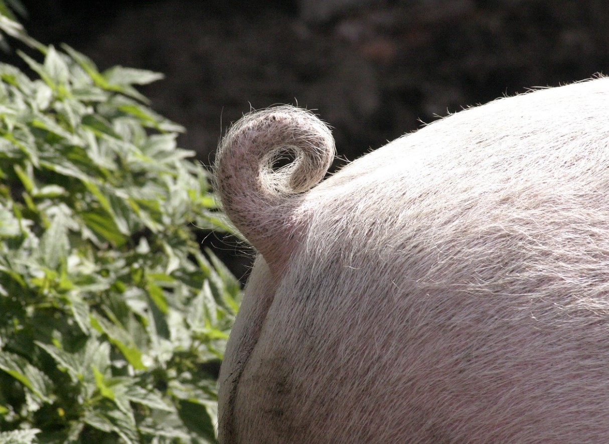Vene sead, nüüd ametlikult: ideaalne doonorsiga ilmub peagi Venemaale