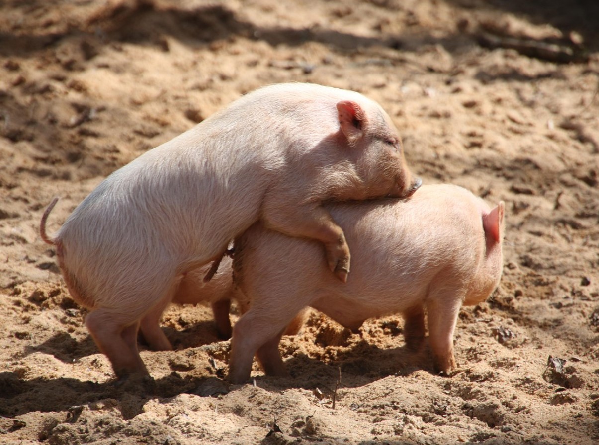 Vene sead, nüüd ametlikult: ideaalne doonorsiga ilmub peagi Venemaale