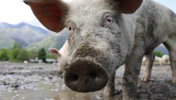 Vene sead, nüüd ametlikult: ideaalne doonorsiga ilmub peagi Venemaale